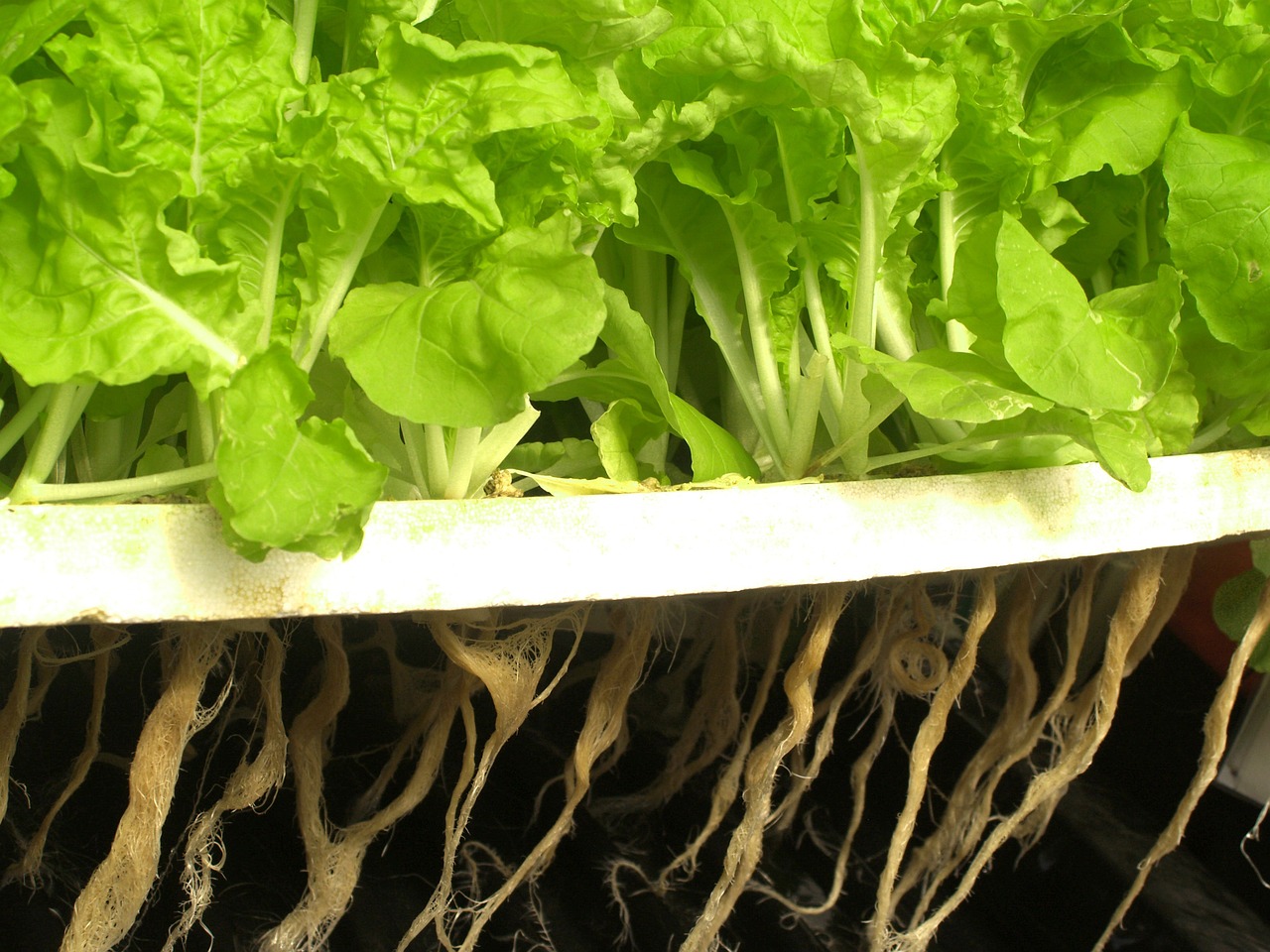 aeroponics gardening