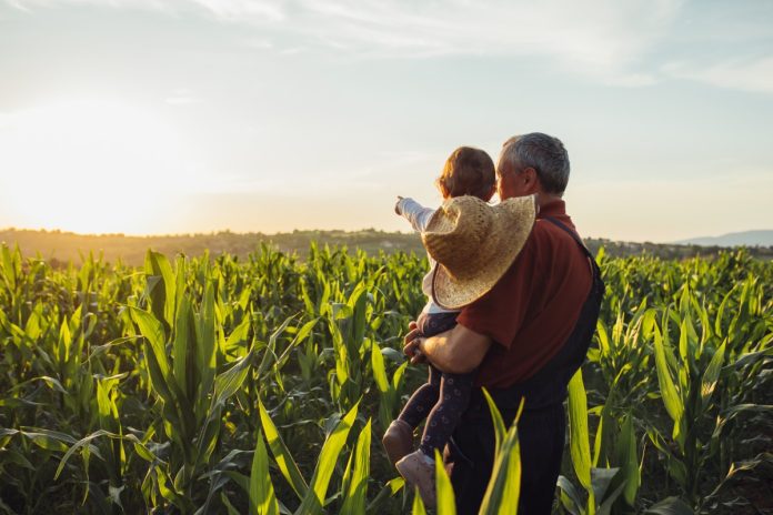 An old man holding a baby in his arms in a corn field at sunrise. The baby is pointing into the distance.