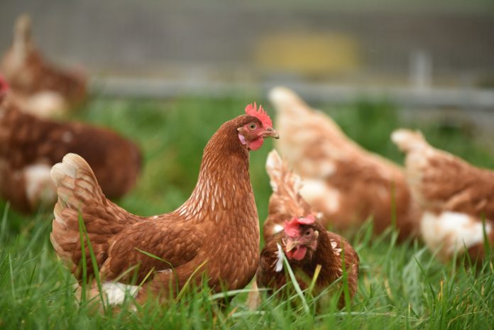 choosing the right chicken breeds