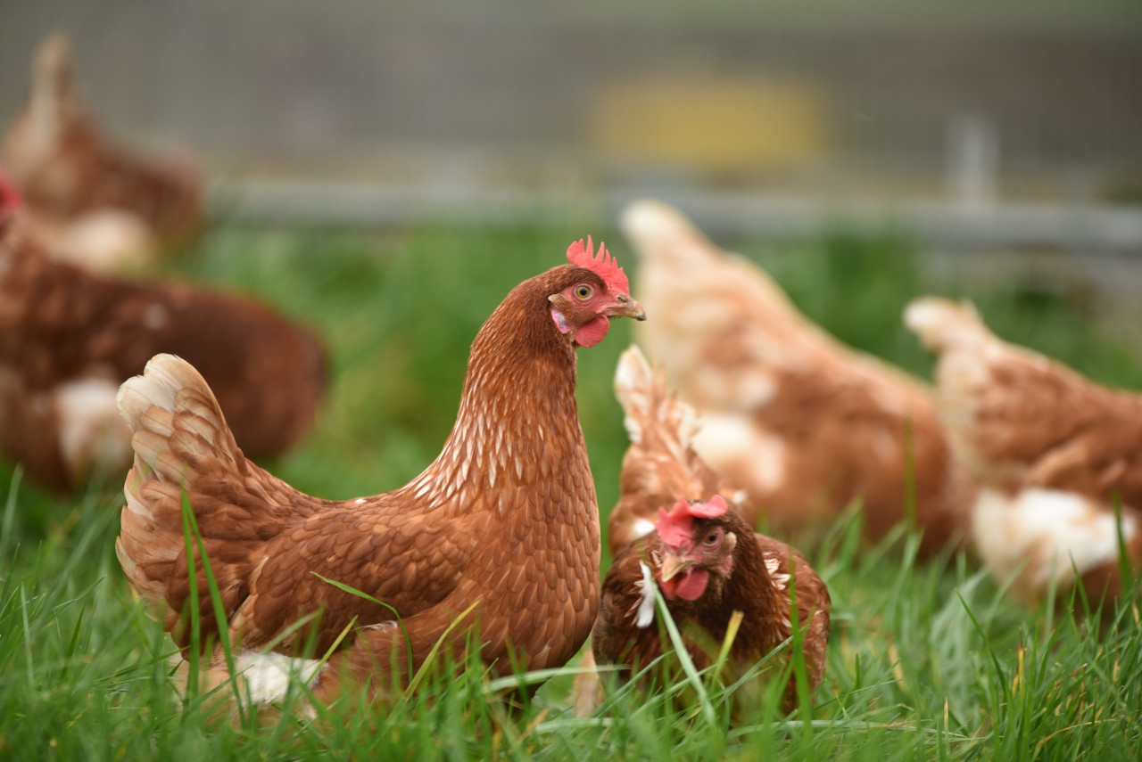 choosing the right chicken breeds