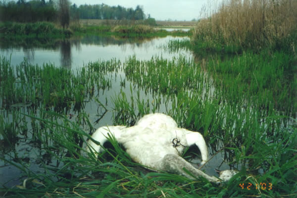 Dead swan in water