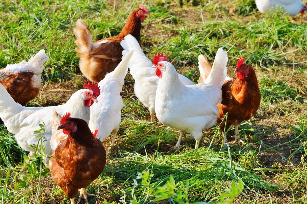 Eco-friendly chicken farming