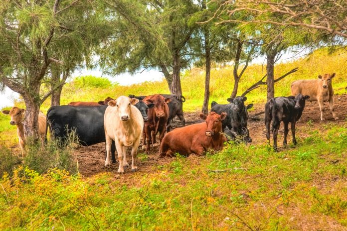 A herd of varied colored cattle sitting and standing underneath a few shade trees. They're sitting on a hill.