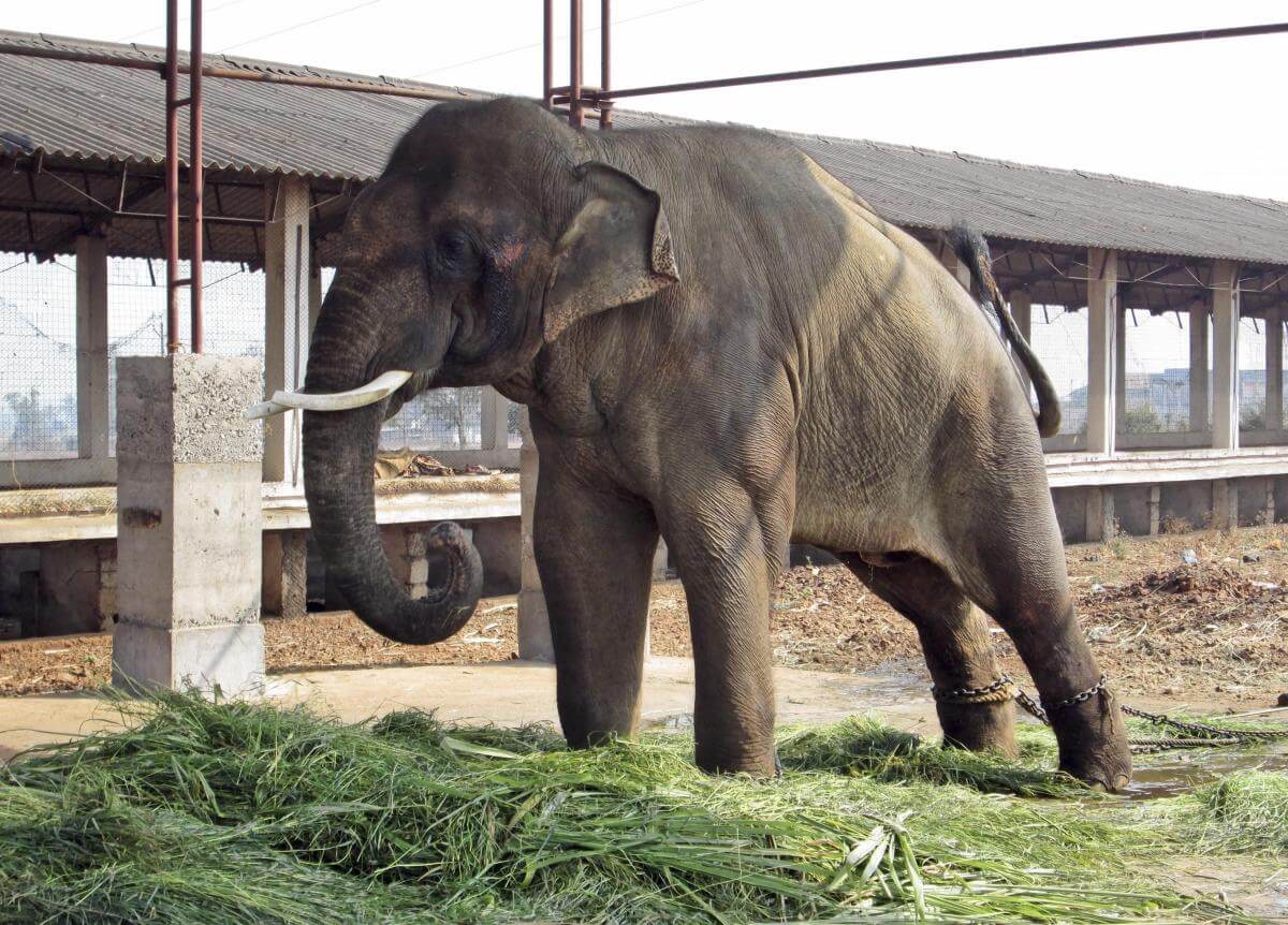 Sunder India Elephant Abuse