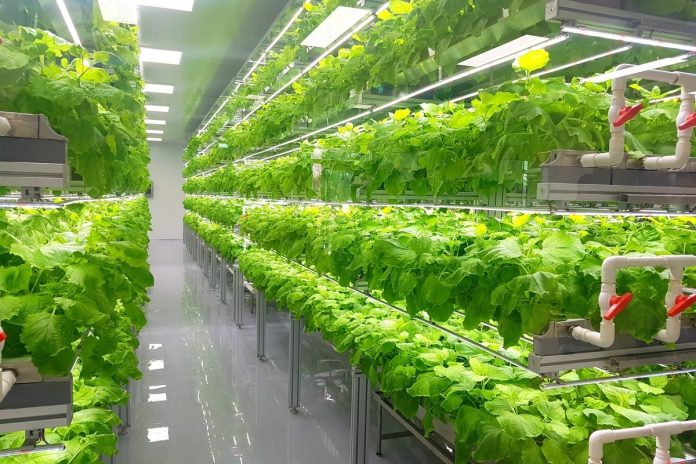 Rows of fresh vegetables with green leaves grow in a very clean and well-maintained indoor vertical farm.