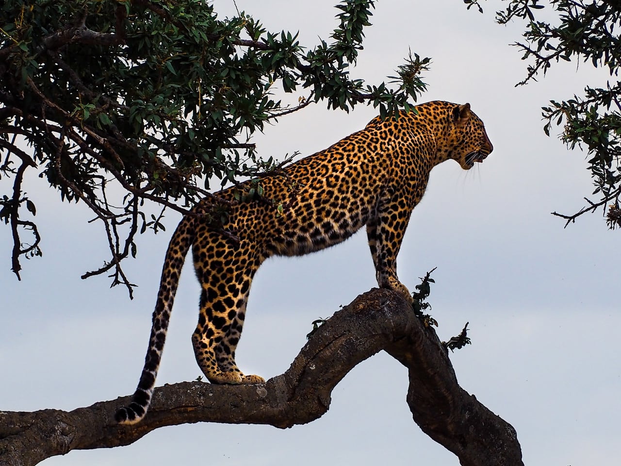 leopard - amazing animals pics of the week