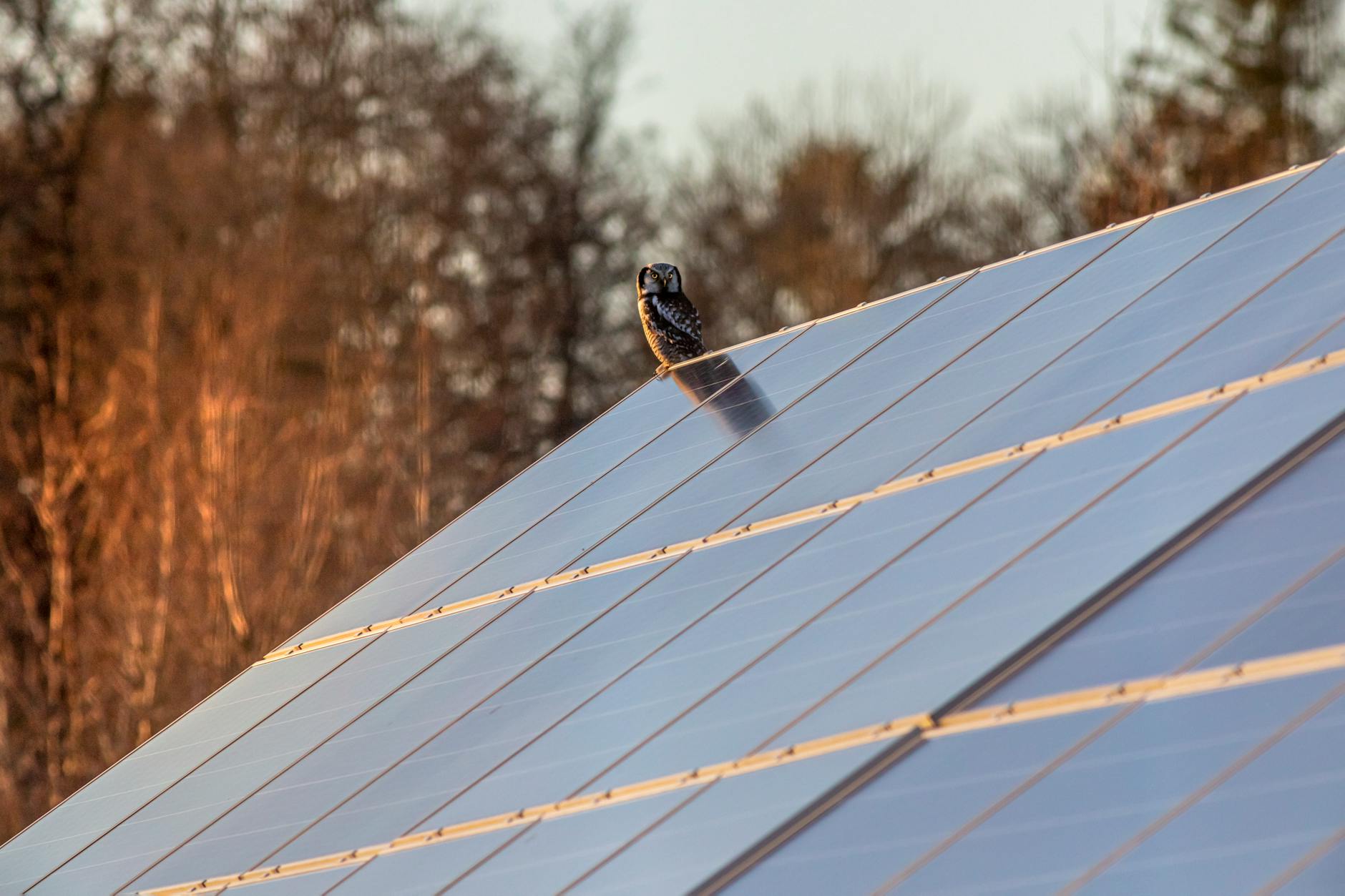 owl perching on solar panel roof