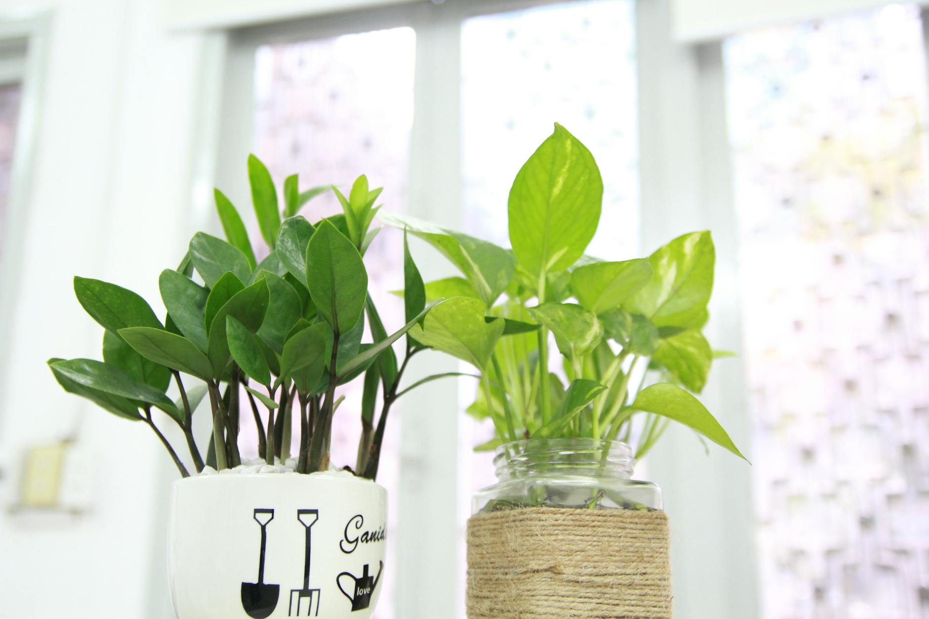 two green leaf potted plants near wall