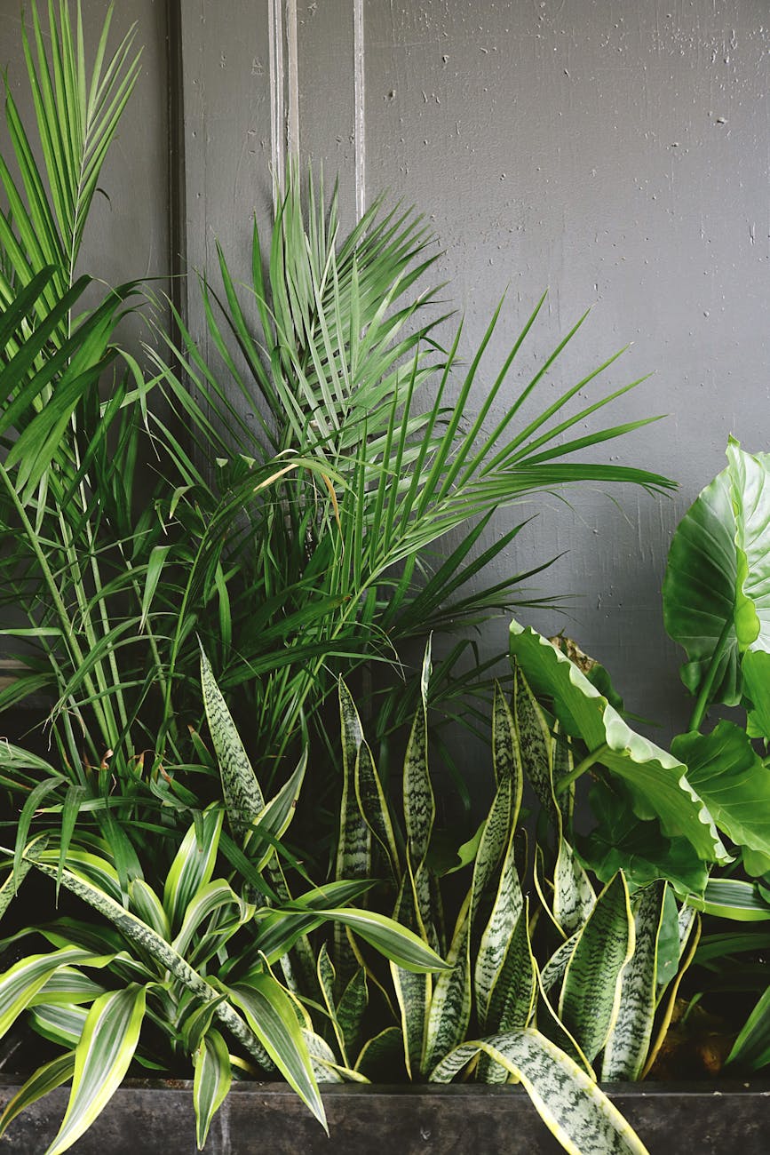 snake plant beside taro and palm plant near gray wall