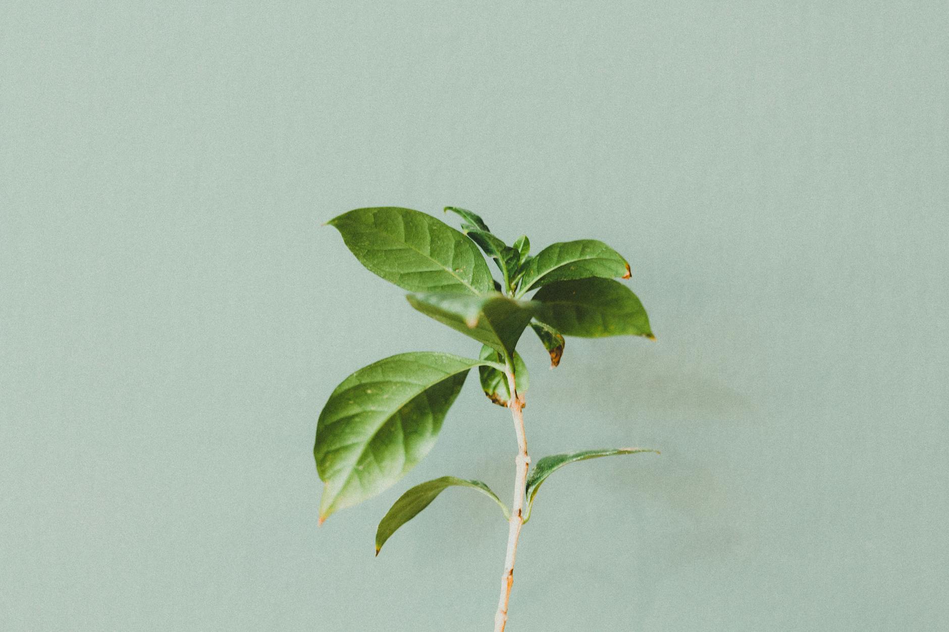 photo of green leafed plant beside wall