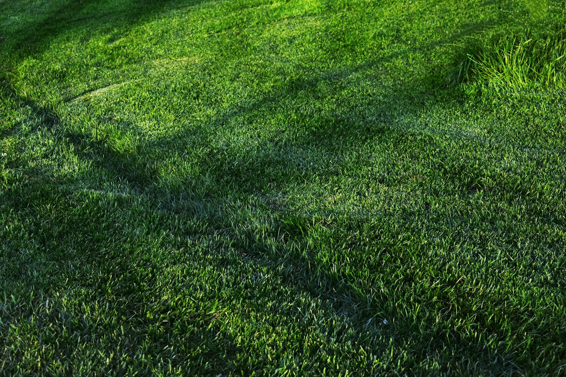 photo of grass field during daytime