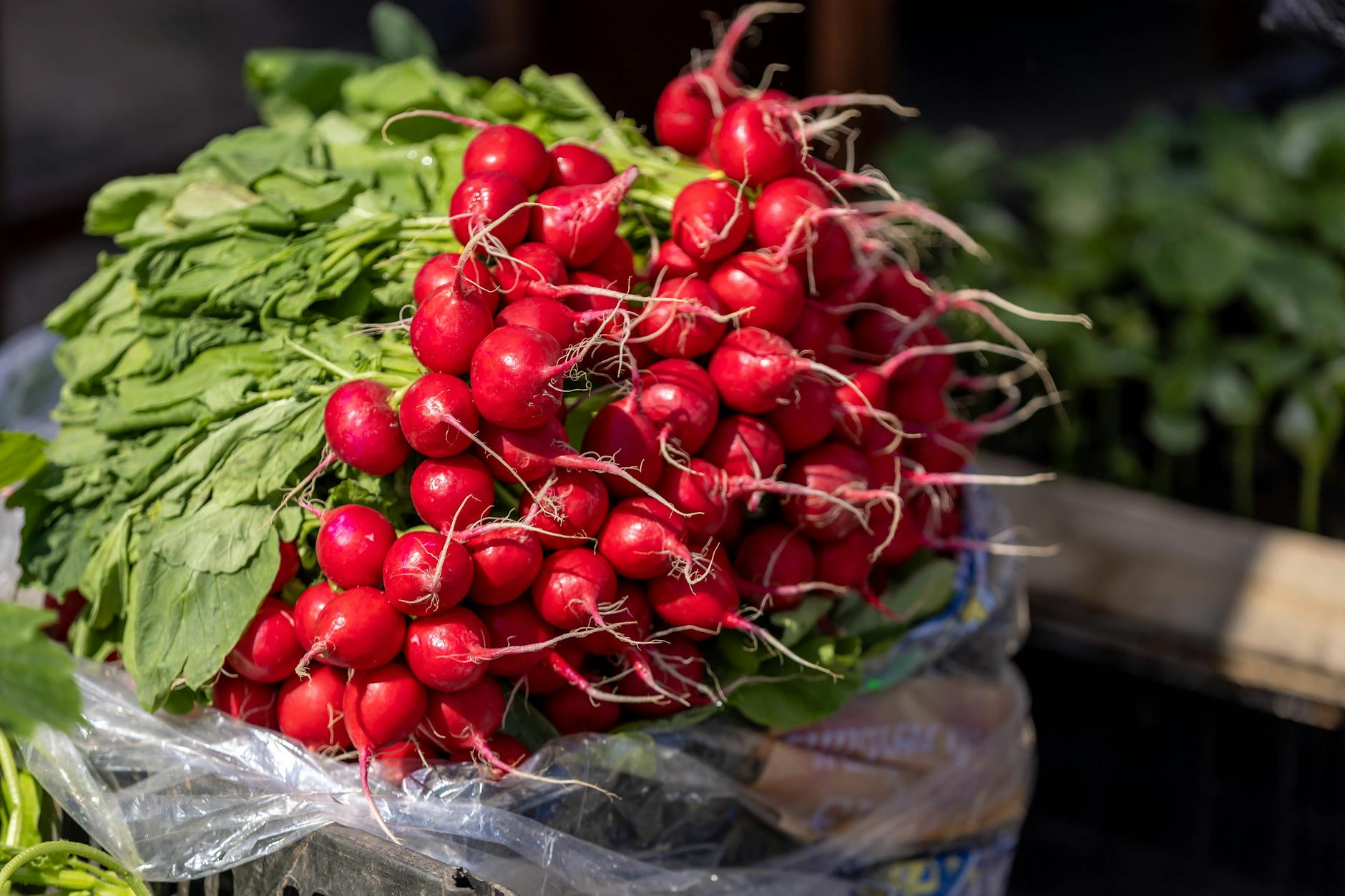 fresh red radishes at local farmers market