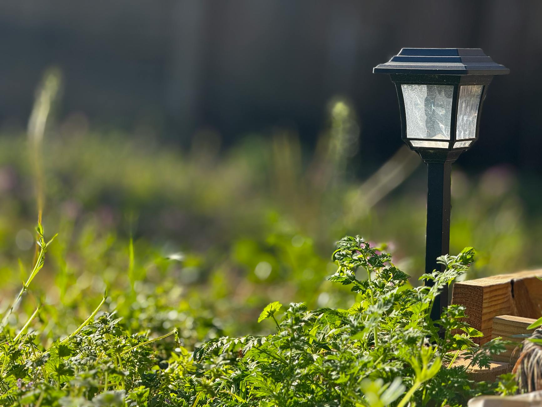 outdoor solar lamp in a lush green garden