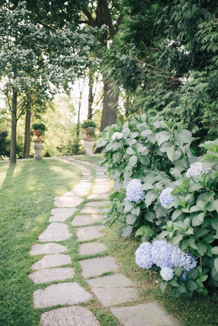 blue hortensia flowers on a garden