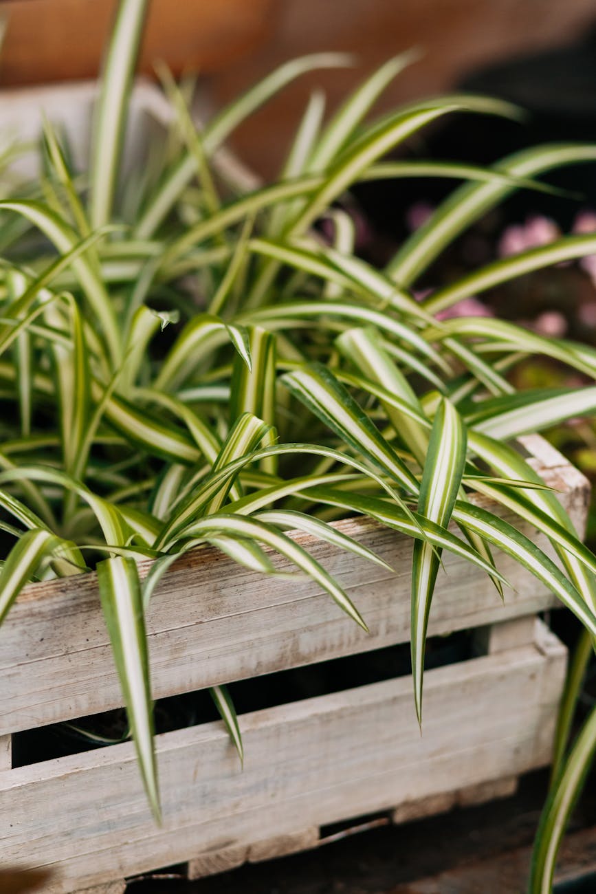 spider plant in a wooden crate