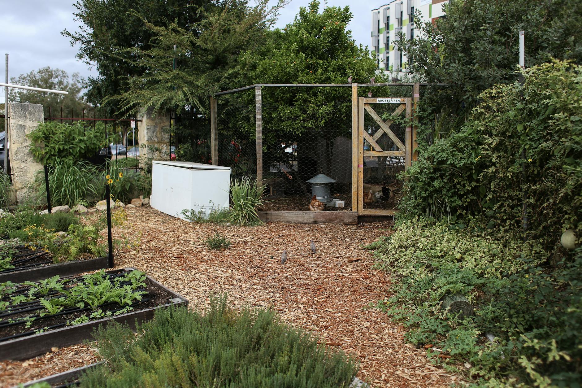 vegetable garden and a chicken shed outside city