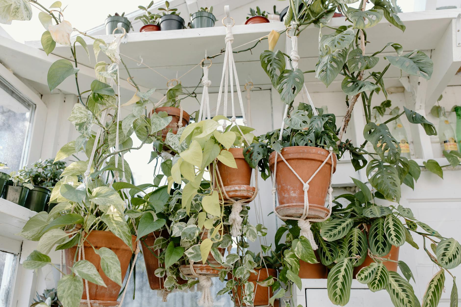 potted plants hanging inside a home garden