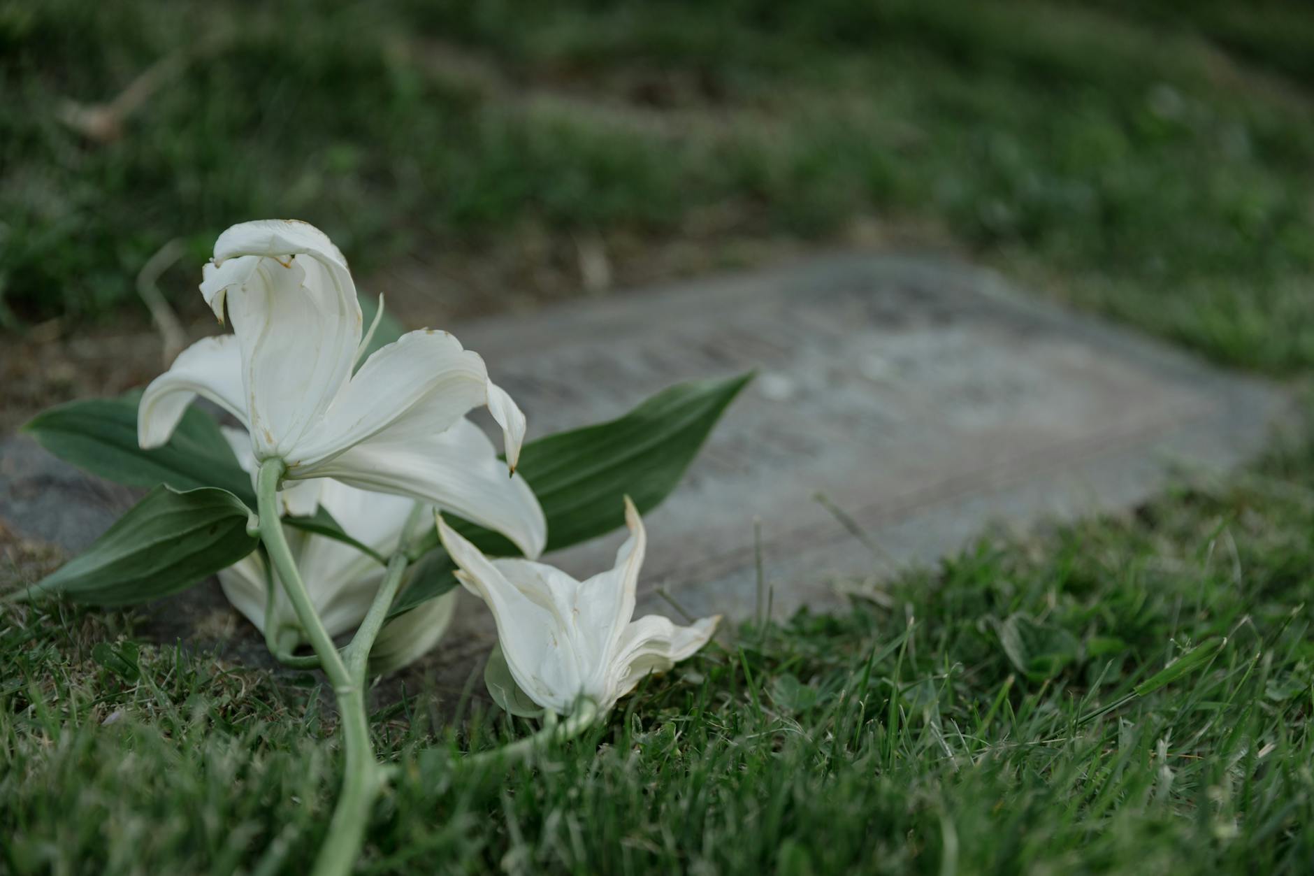 white lily flowers on a gravestone