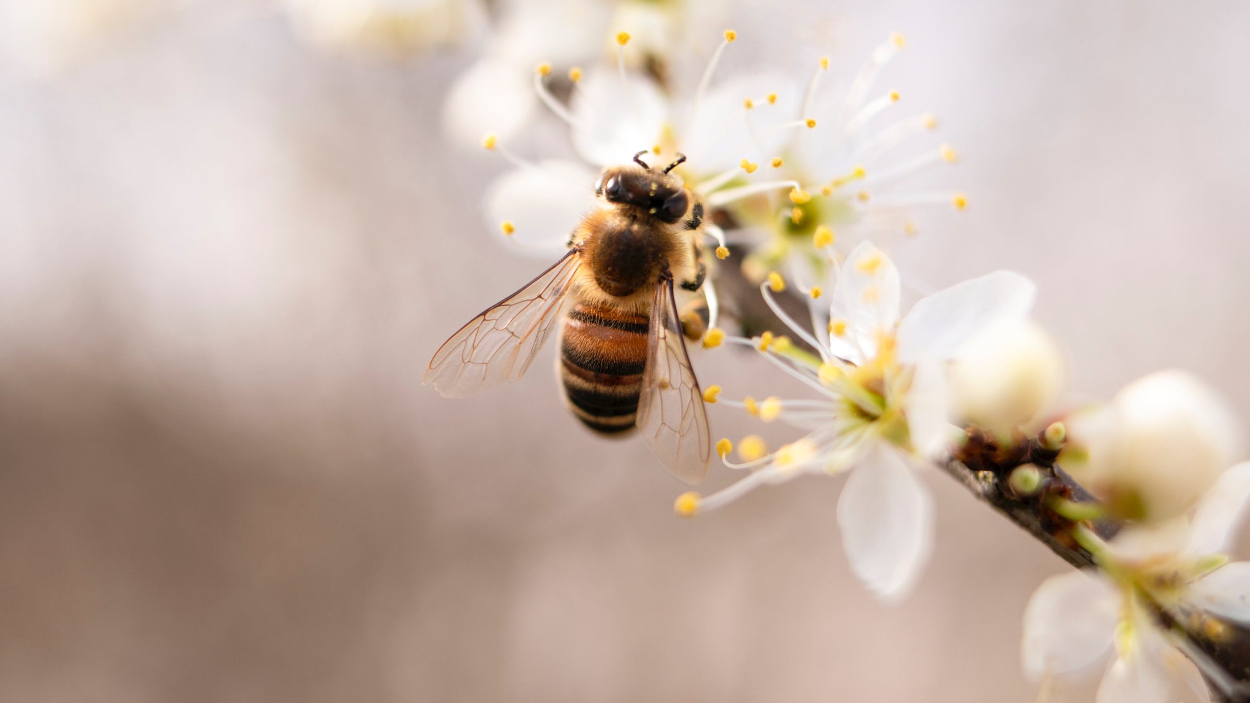 bee pollinating on flower