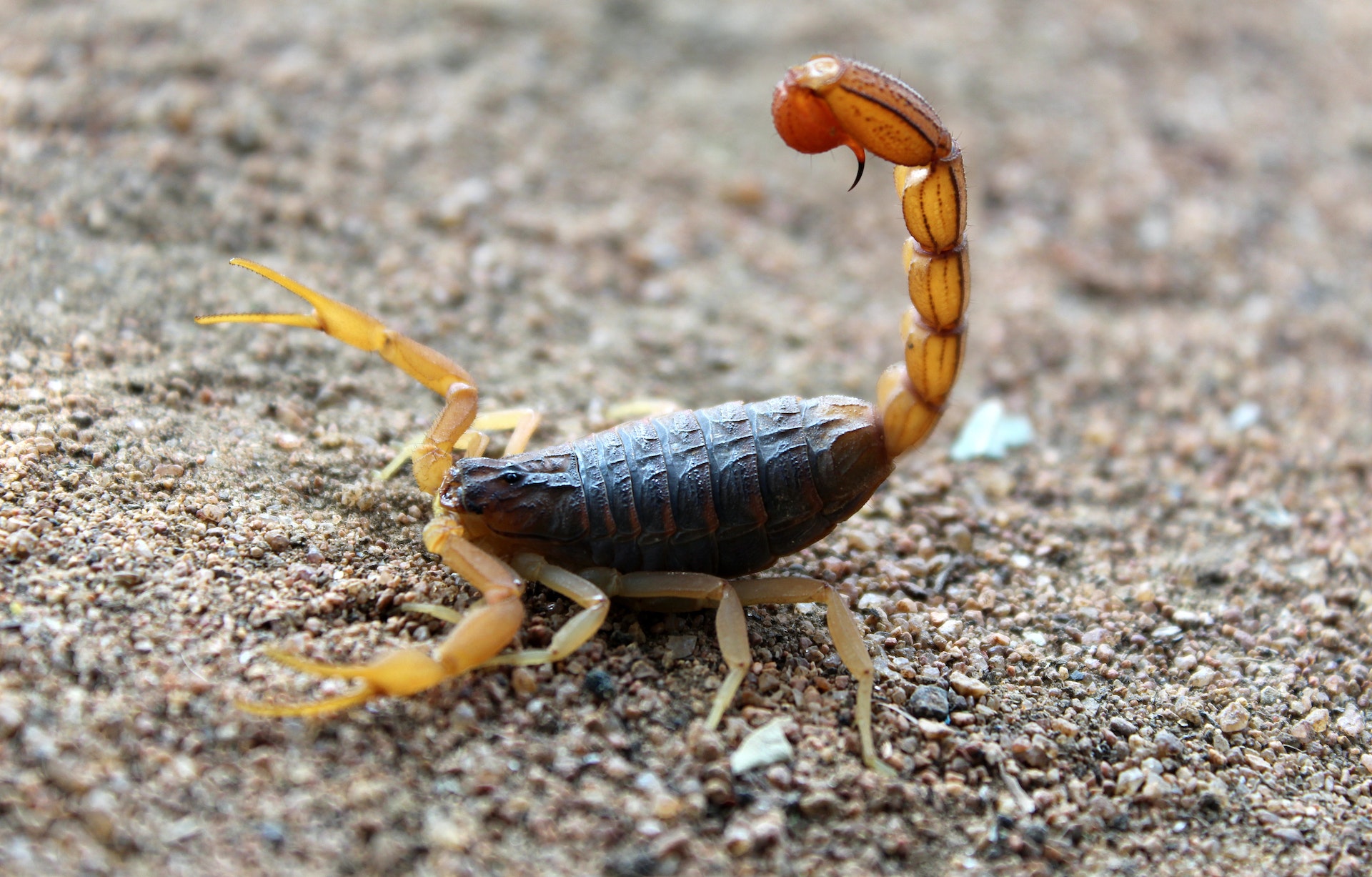 scorpion