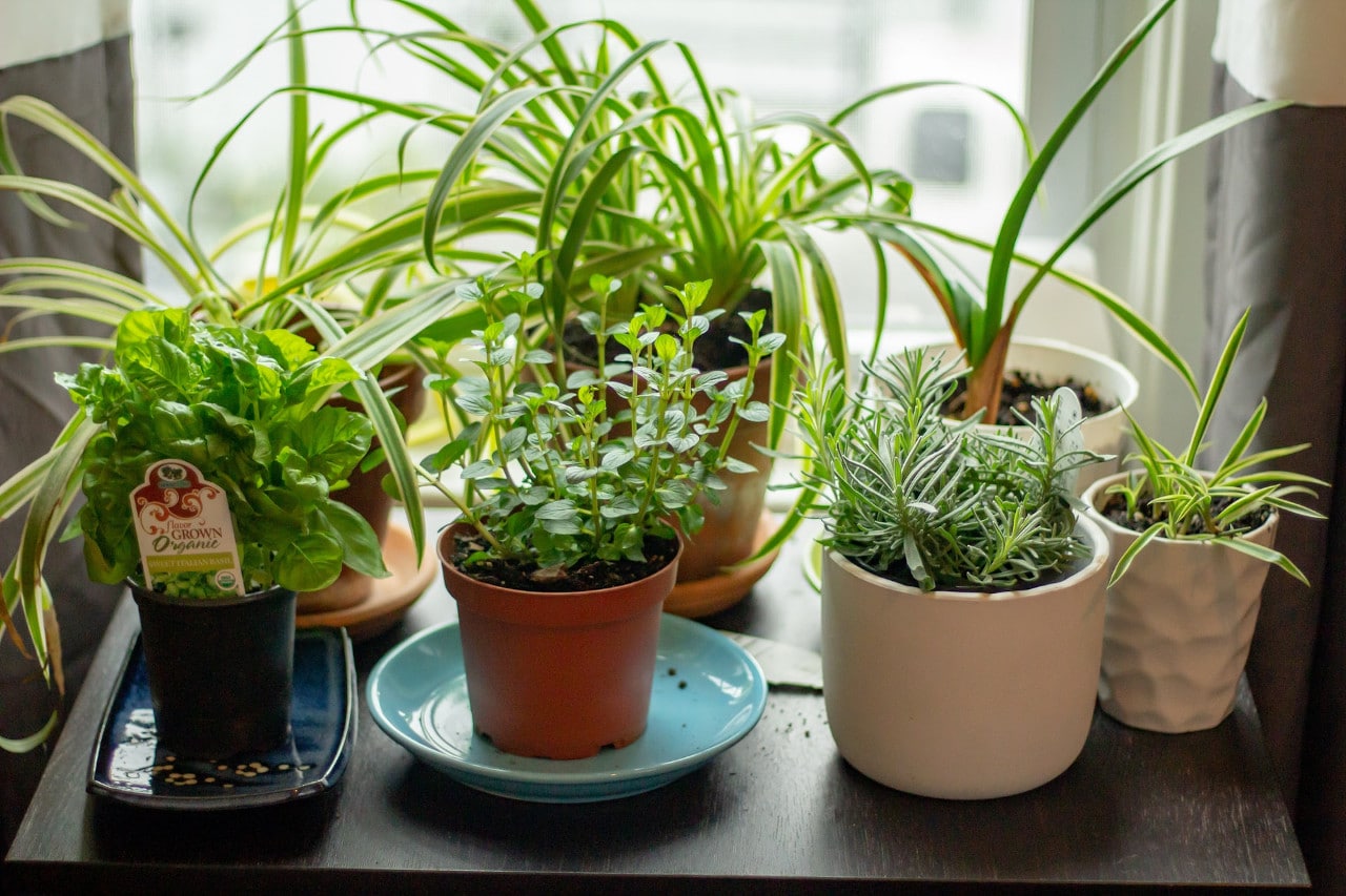 small space herb garden