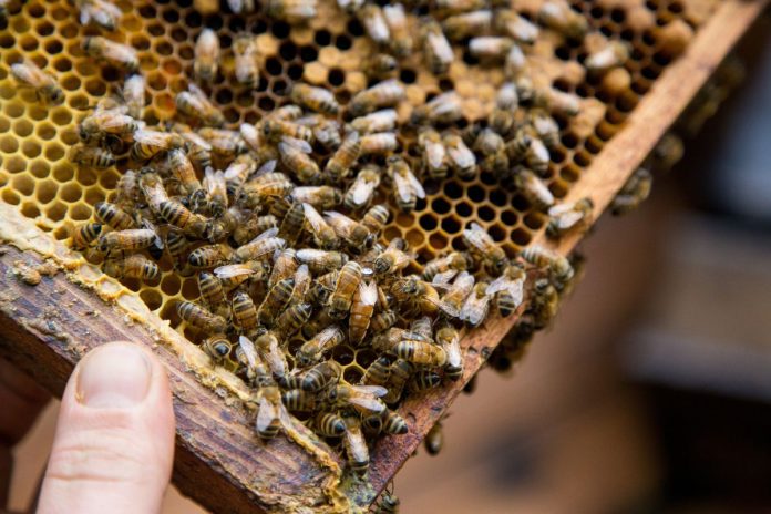 4 Sustainable Farming Practices To Adopt