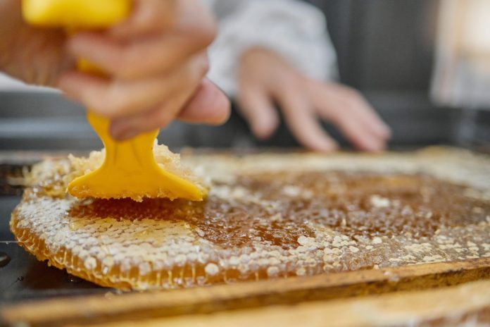 A close-up of a beekeeper using a yellow scraping tool to scrape the top of a honeycomb and harvest the honey.