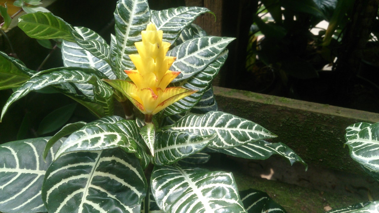 Zebra Plant_Aphelandra_squarrosa